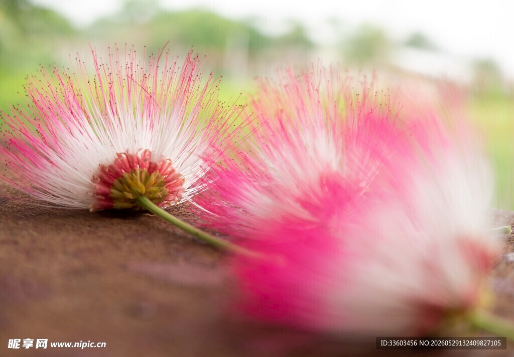粉色绒花特写