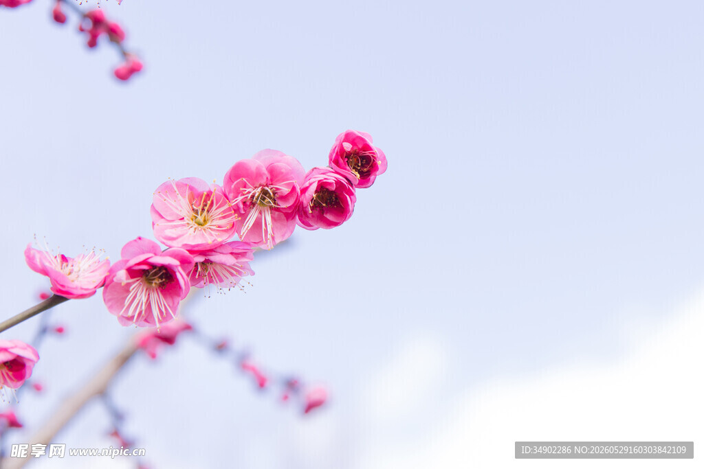 枝头粉嫩桃花绽