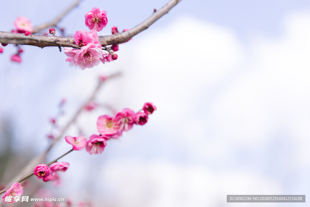 枝头绽放的粉嫩梅花
