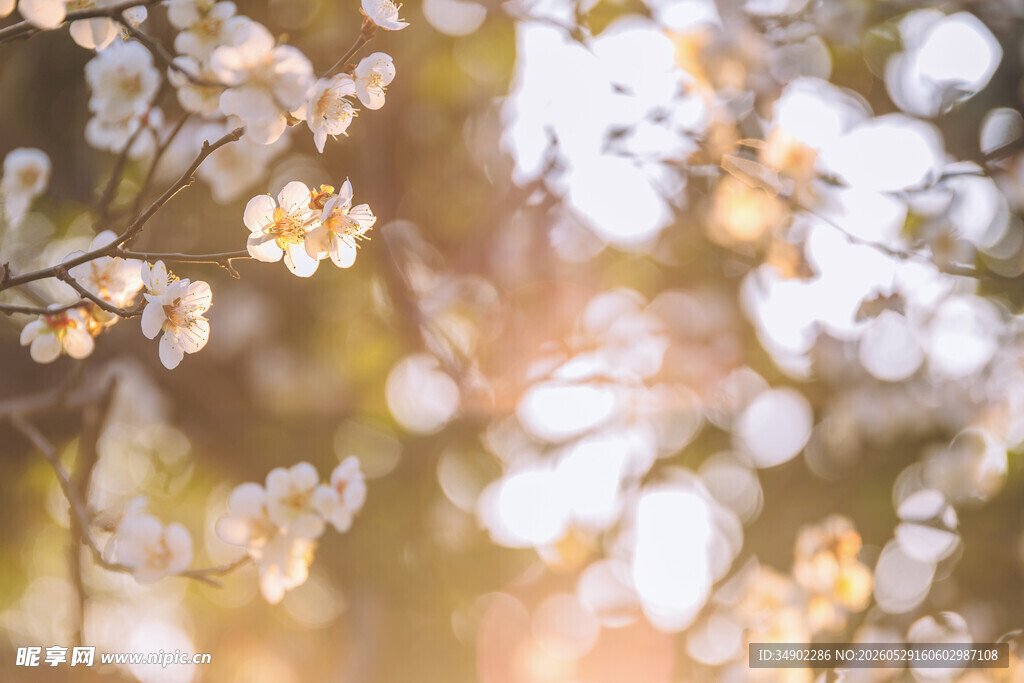 春日繁花盛景