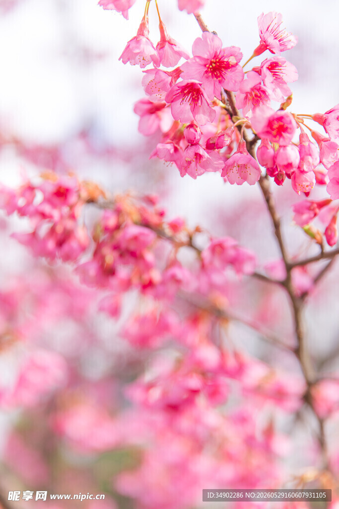 粉色烂漫樱花枝头绽放