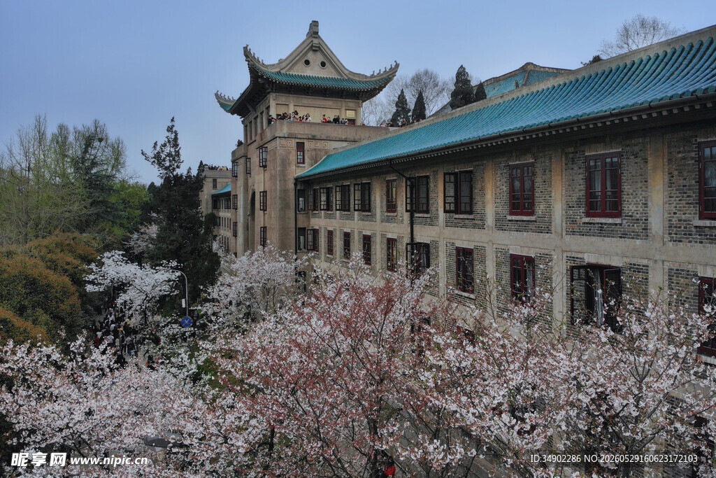 古建旁绽放的烂漫樱花