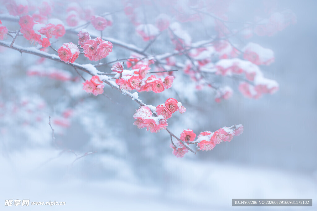 雪中绽放的娇艳红梅