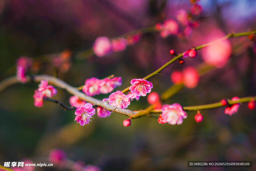 枝头绽放的粉嫩梅花