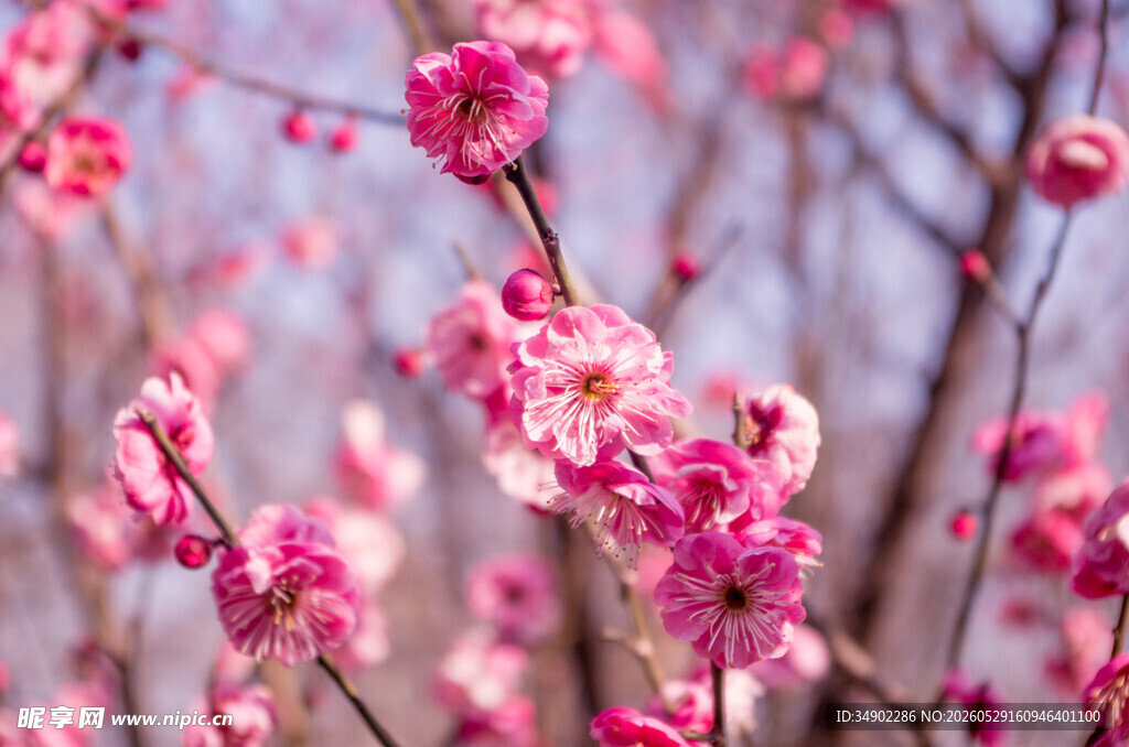 绽放的粉色梅花枝头