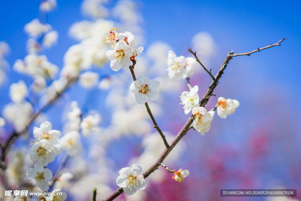 枝头绽放的洁白花朵