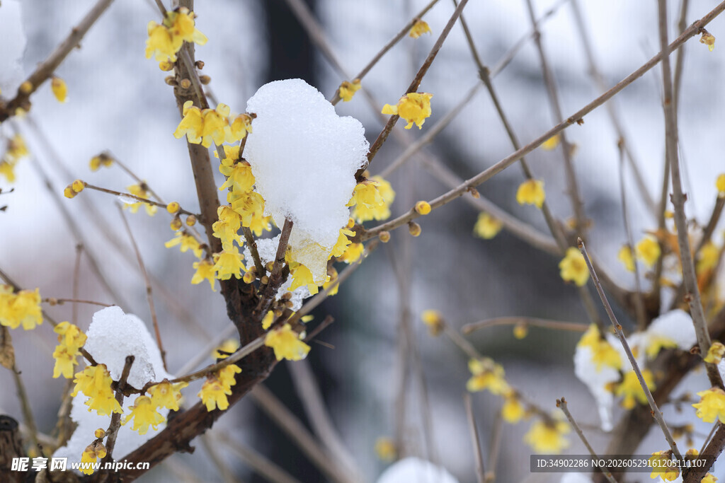 雪中绽放的黄色腊梅花