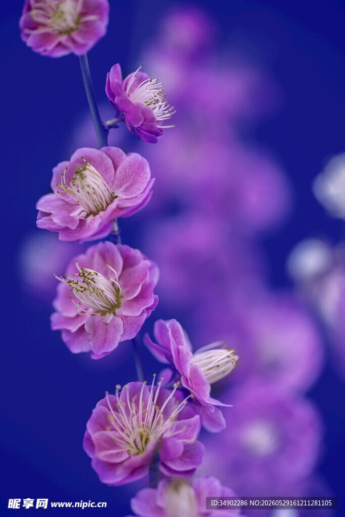 紫色梦幻小花绽放
