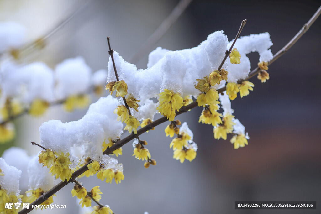 雪覆腊梅枝头景