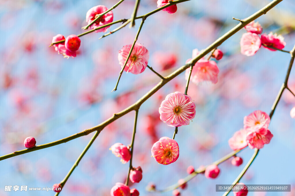 枝头绽放的粉嫩梅花