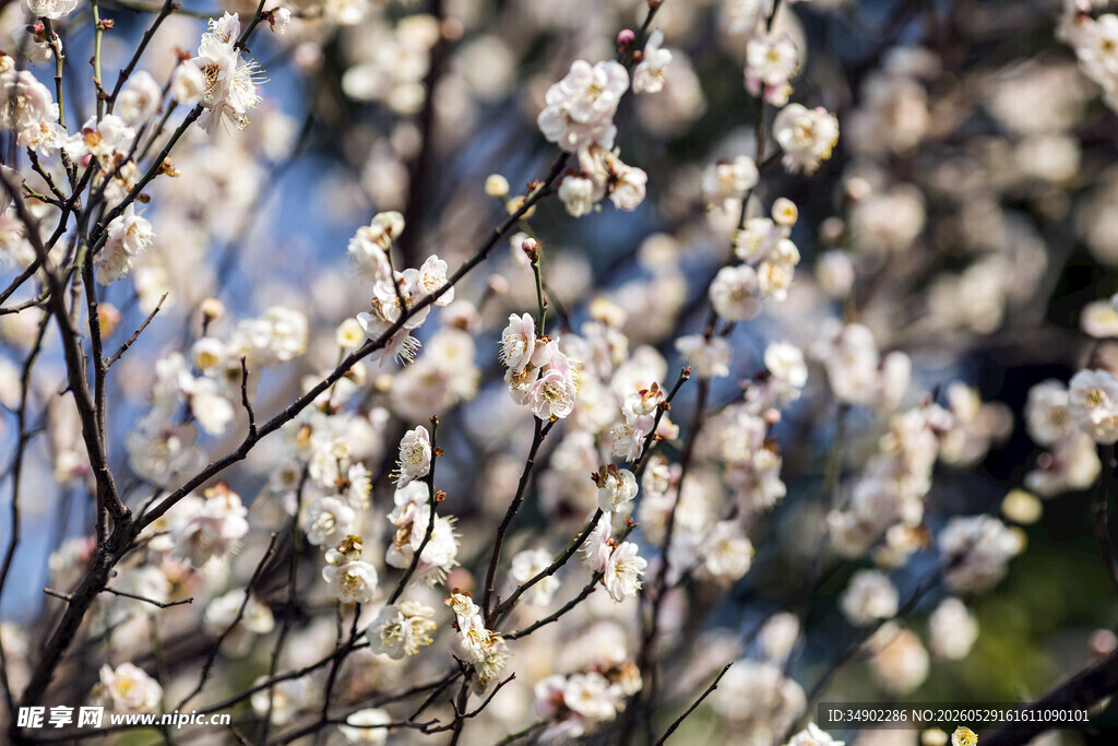 春日繁花绽放特写