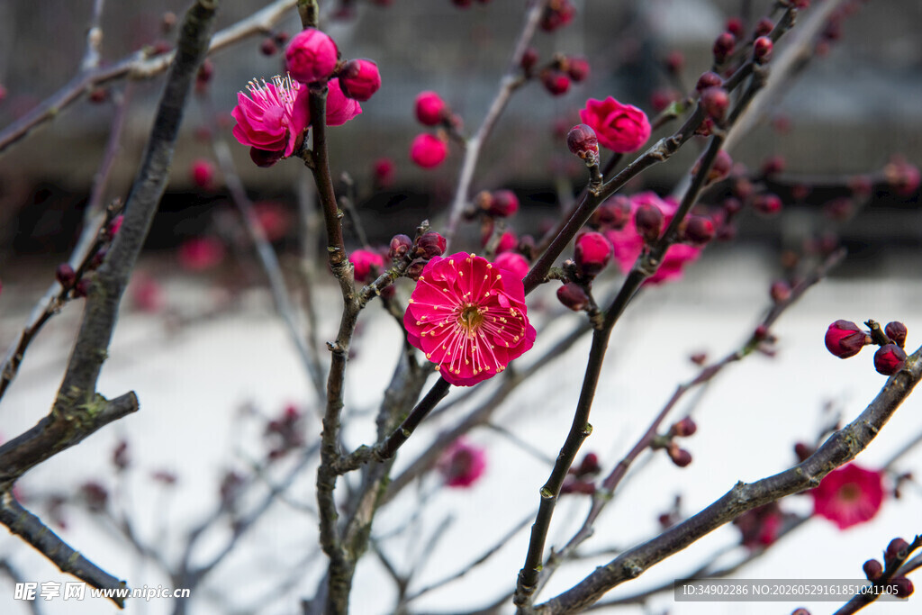 雪中绽放的娇艳红梅