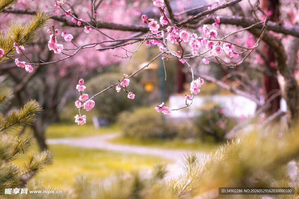 春日烂漫桃花小径美景