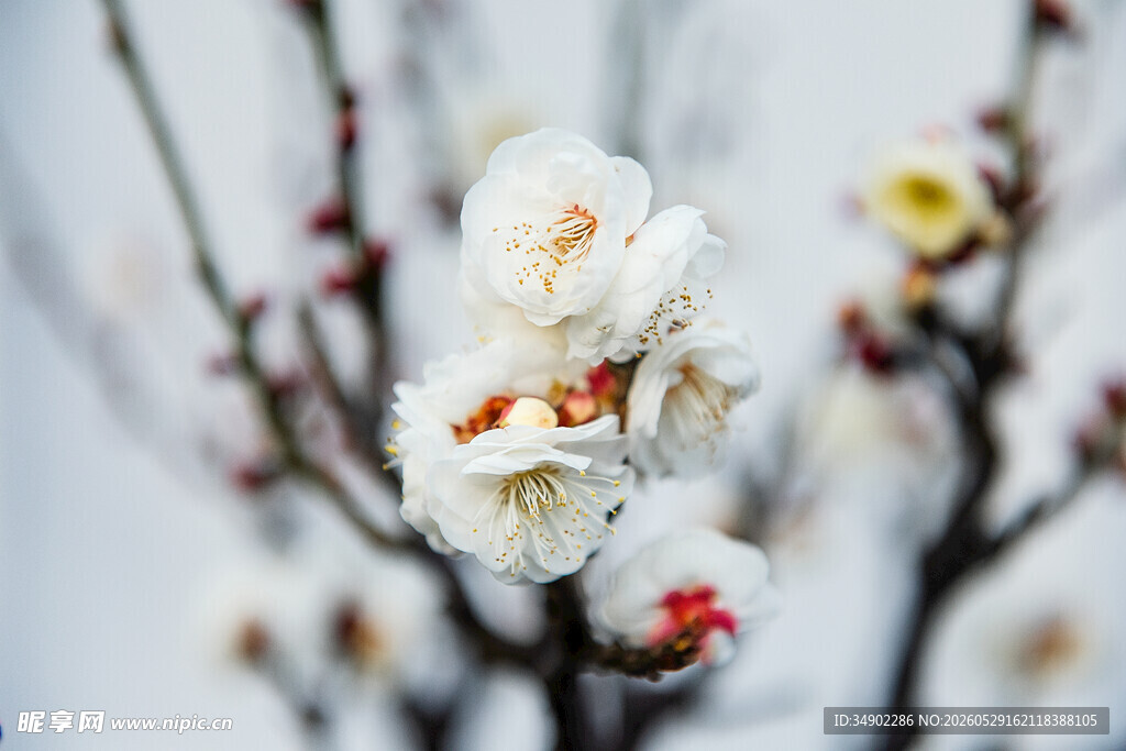 雪中绽放的白色梅花