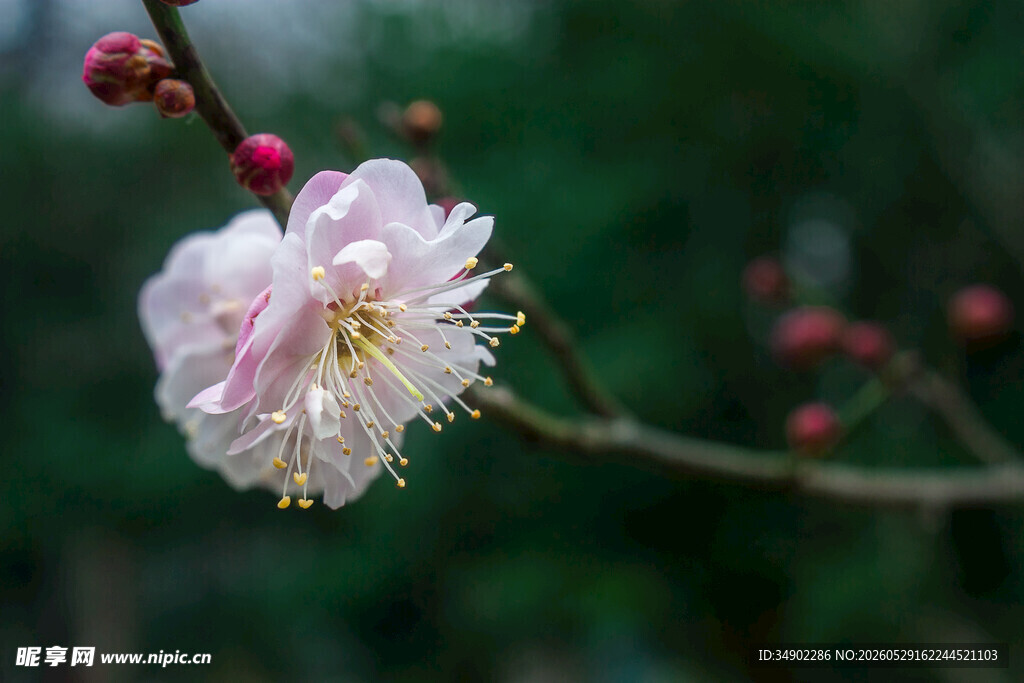 粉白梅花枝头绽放