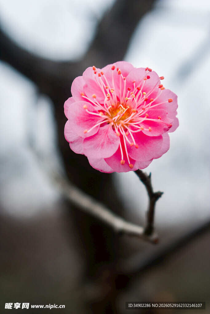 娇艳粉色梅花枝头绽放