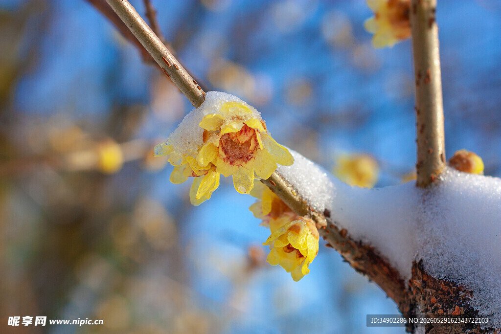 雪中腊梅绽放