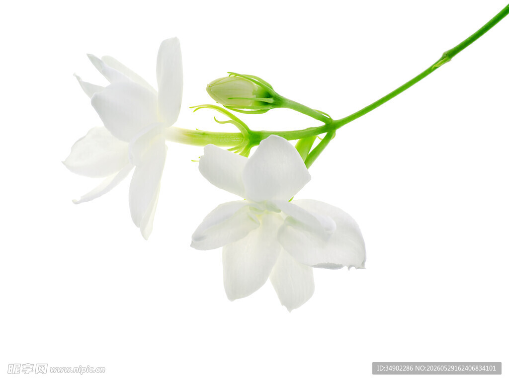 清新白色茉莉花枝
