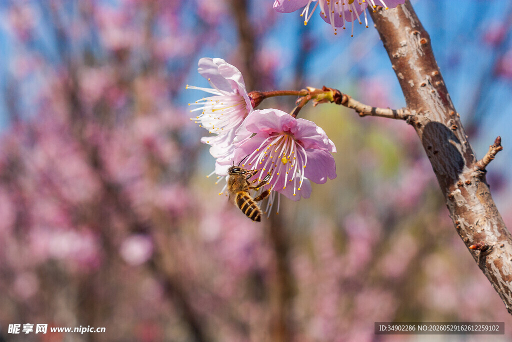 蜜蜂采蜜于烂漫樱花枝间