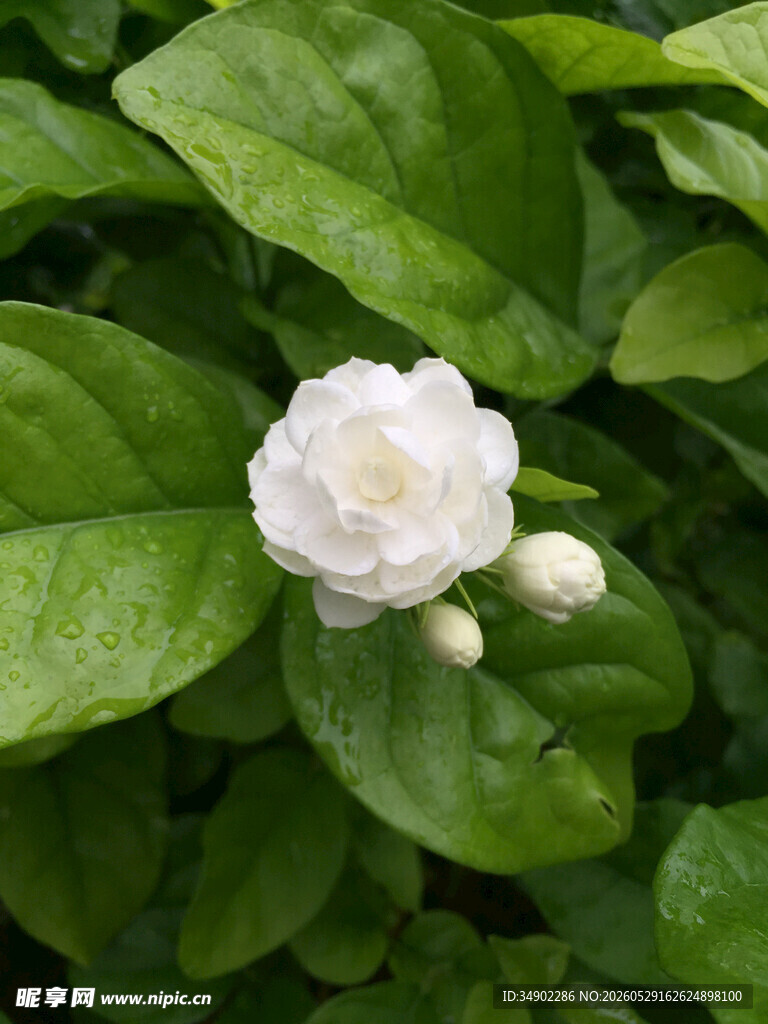 洁白茉莉花绽于绿叶间