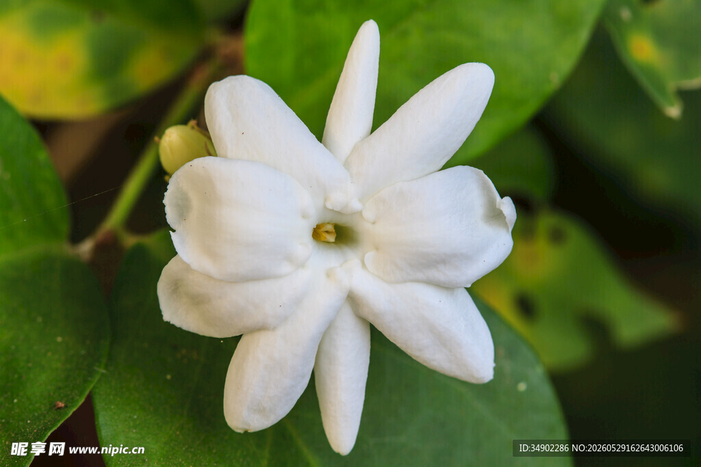 洁白茉莉花特写