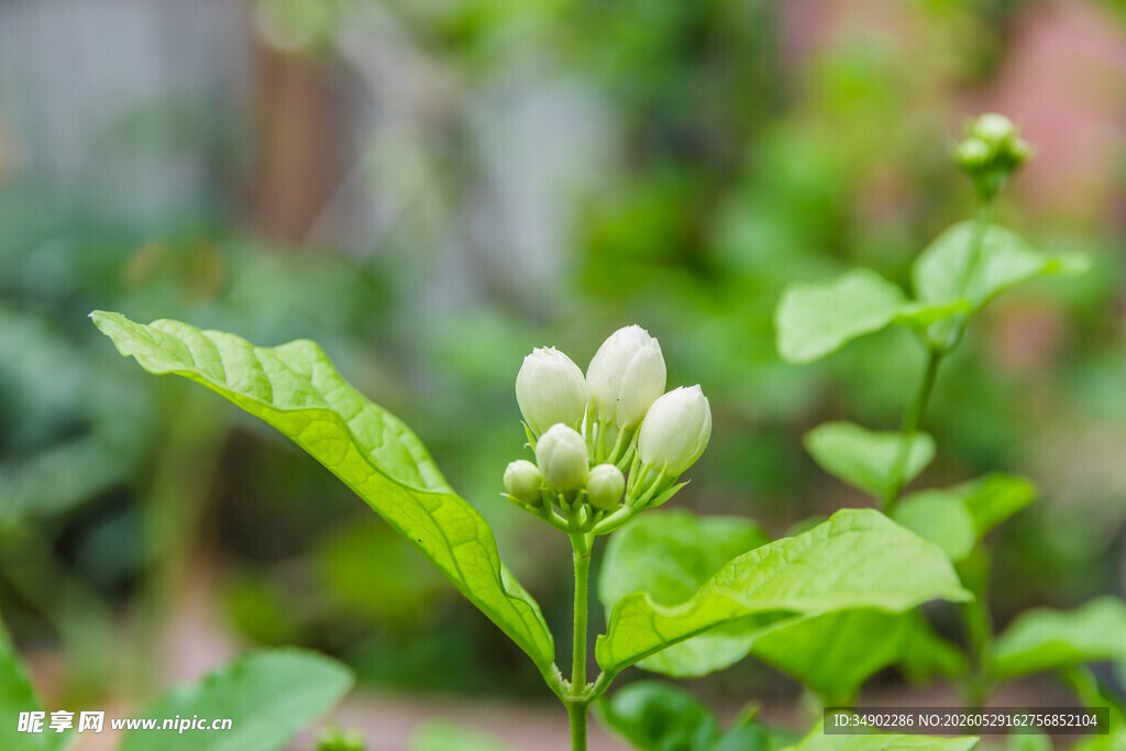 含苞待放的清新茉莉花