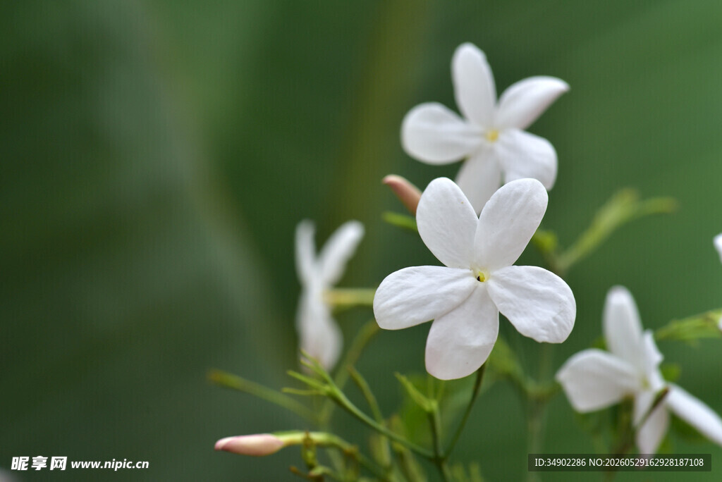 清新小白花绽放