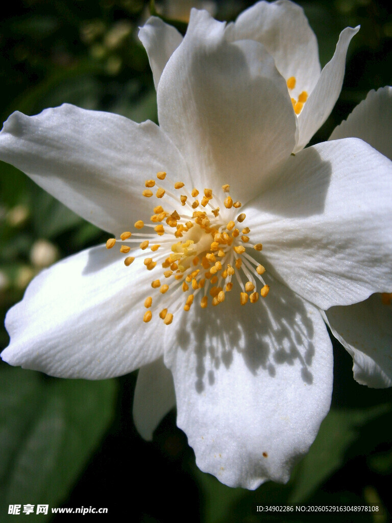 洁白茉莉花特写