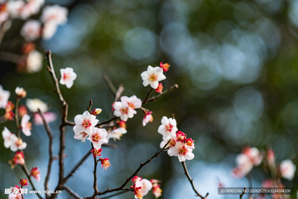 枝头绽放的娇艳粉色花朵