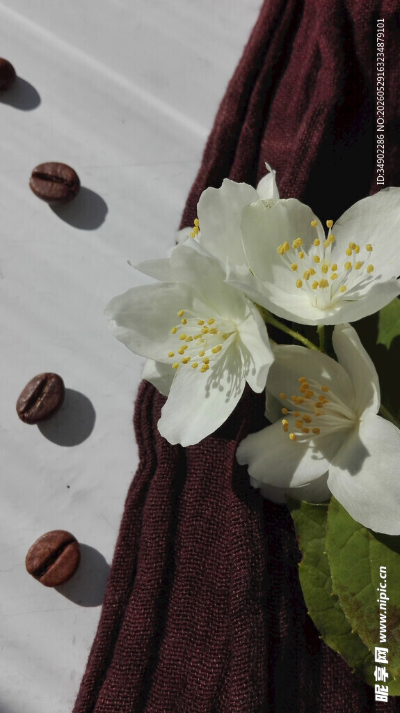 白色茉莉花与散落茶籽