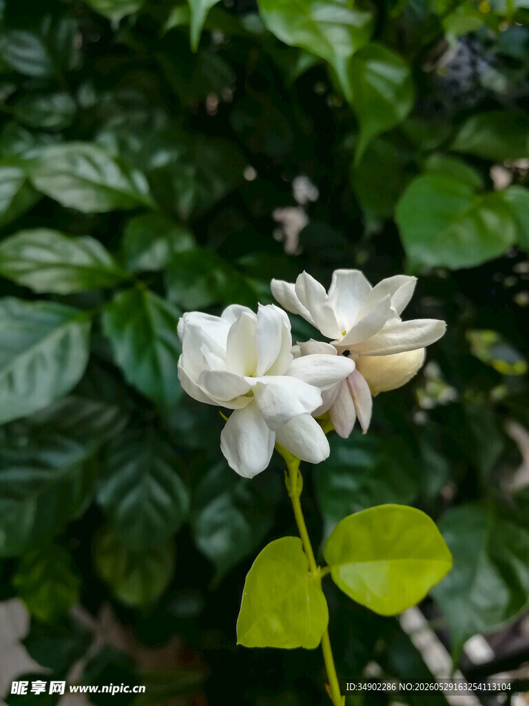 洁白茉莉花绽放绿叶间
