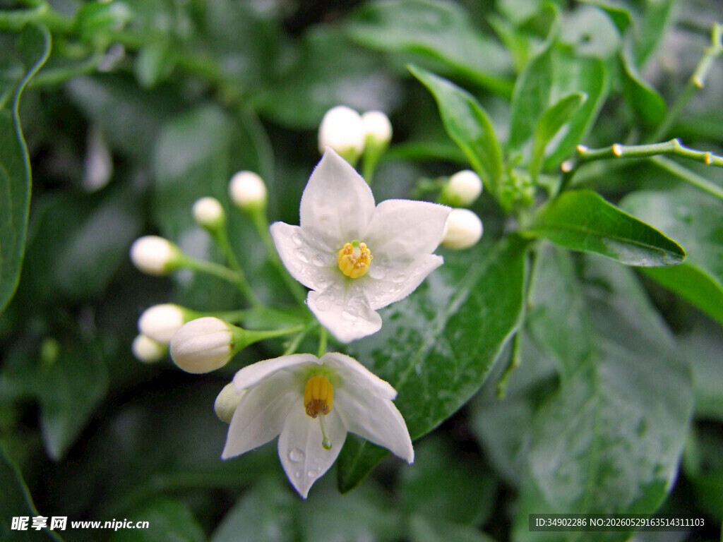 洁白素雅的茉莉花