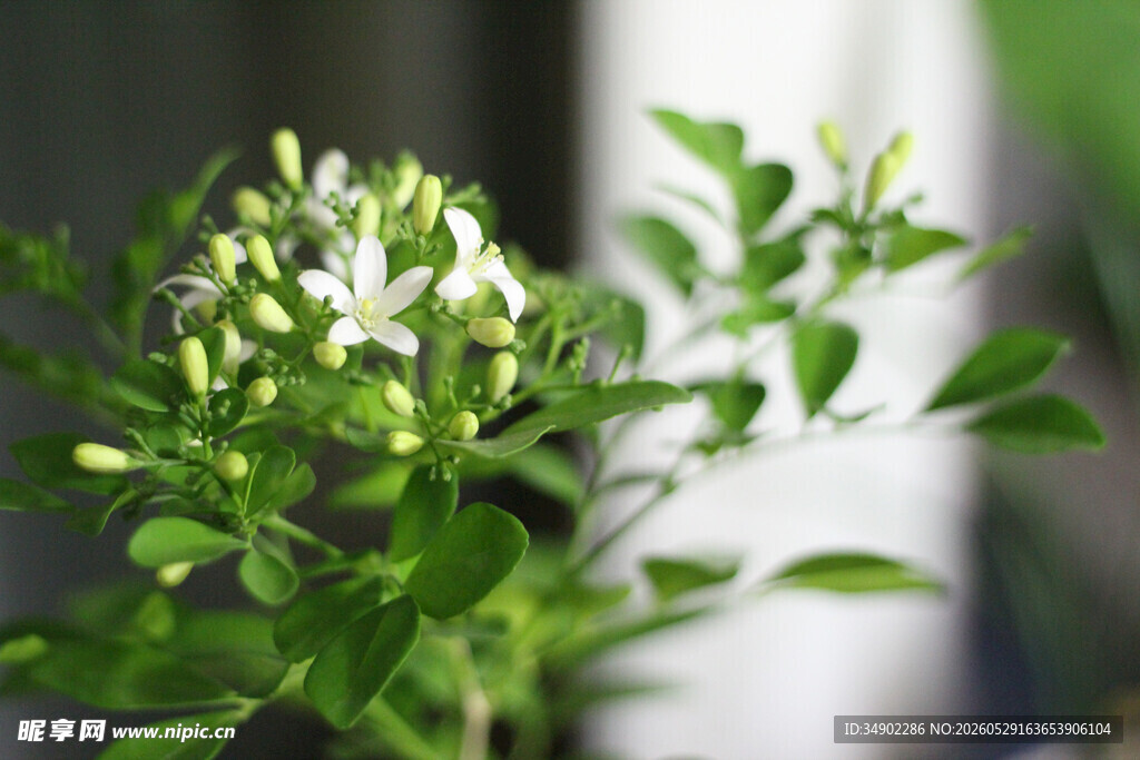 清新白色小花绿植特写