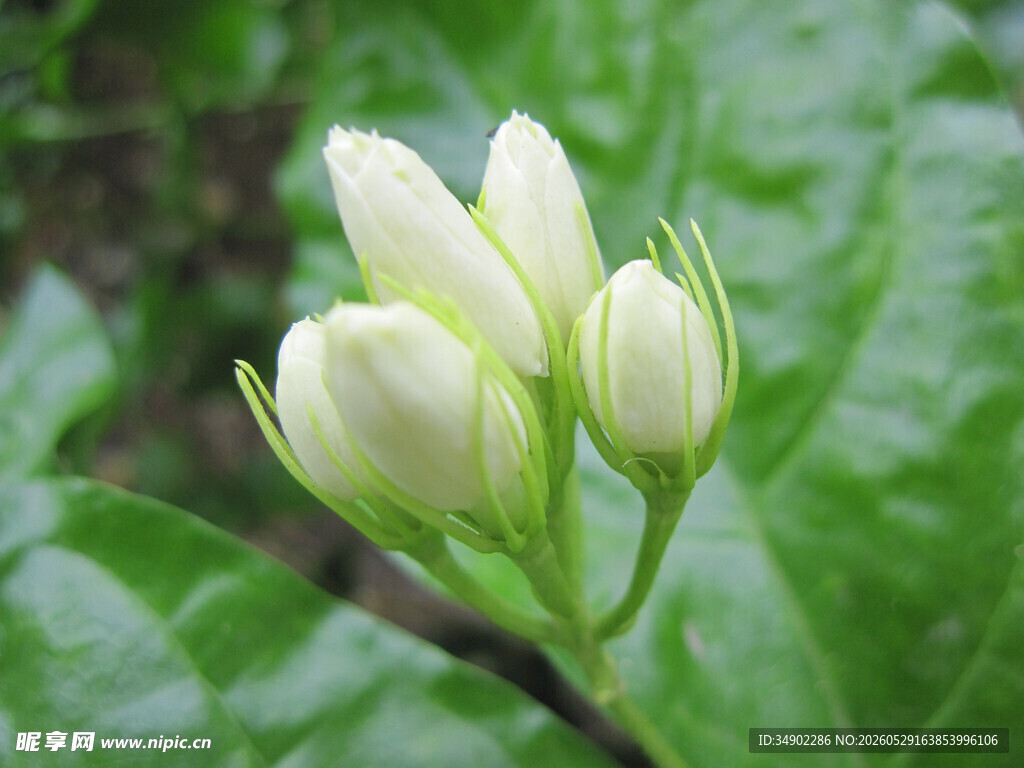 含苞待放的洁白茉莉花
