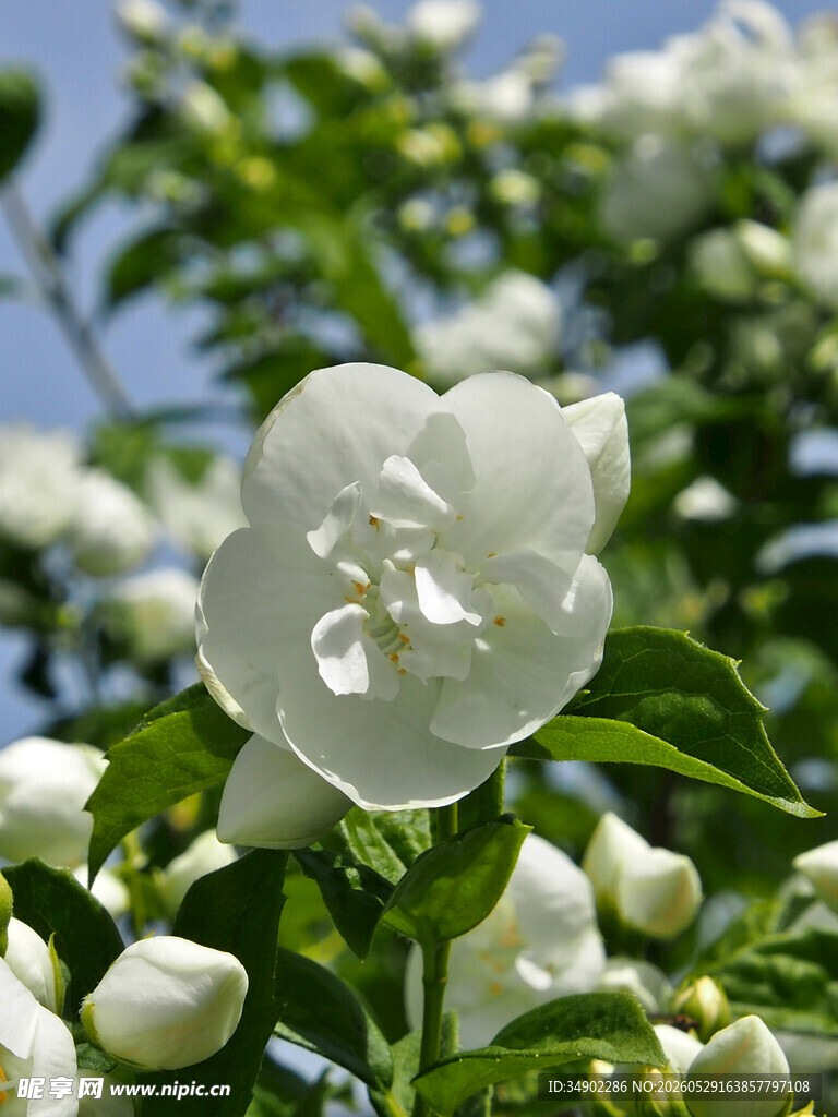 洁白盛开的茉莉花