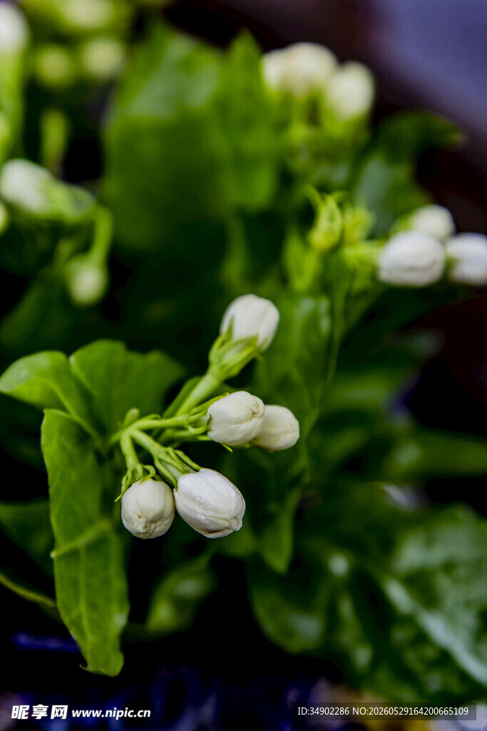 清新茉莉花苞特写