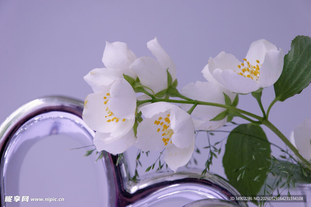 紫容器中的白色茉莉花