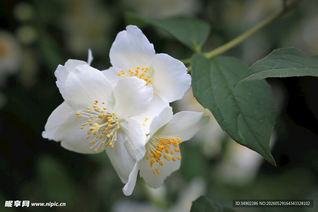 洁白茉莉花绽放