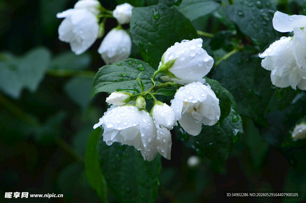 雨中绽放的洁白茉莉花