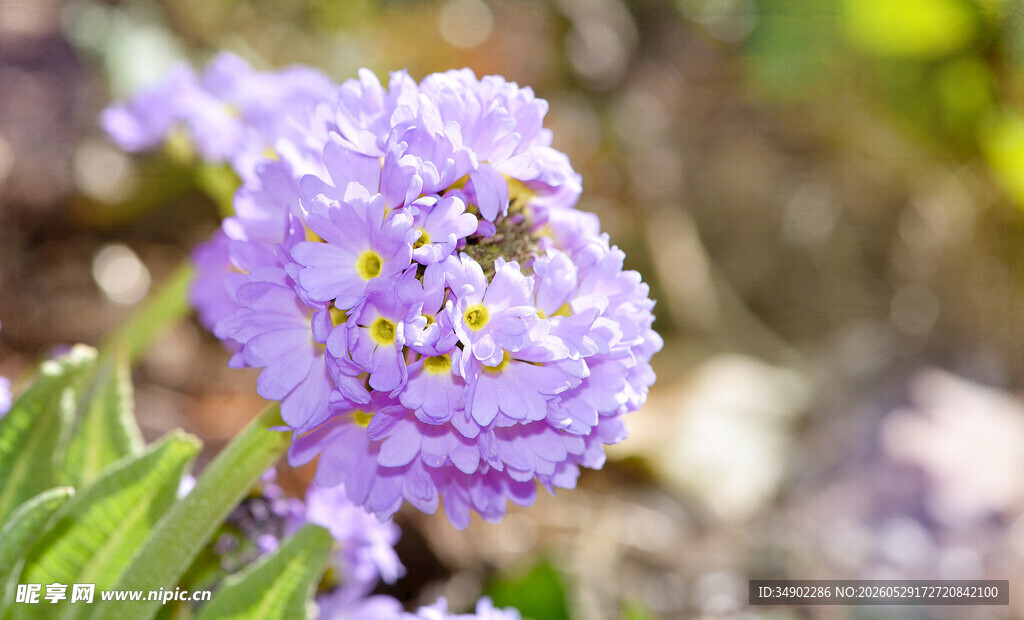 紫色小花特写