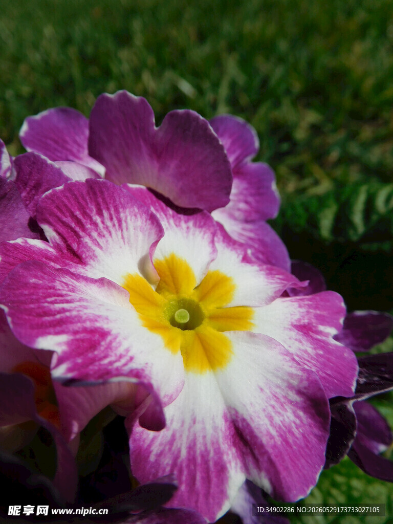 粉白相间报春花特写
