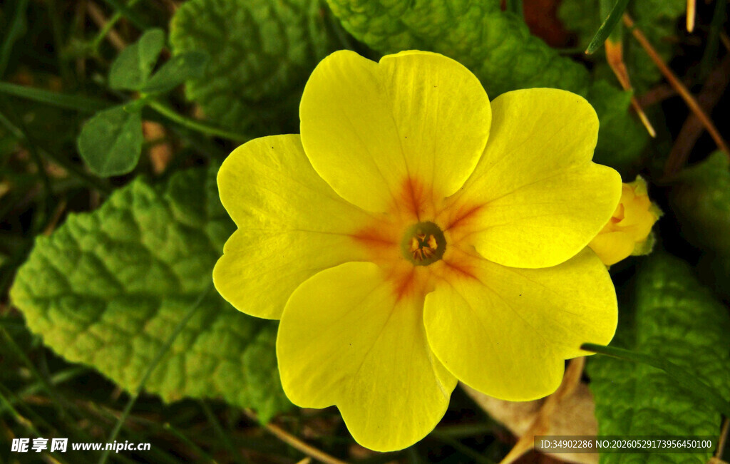 黄色报春花特写