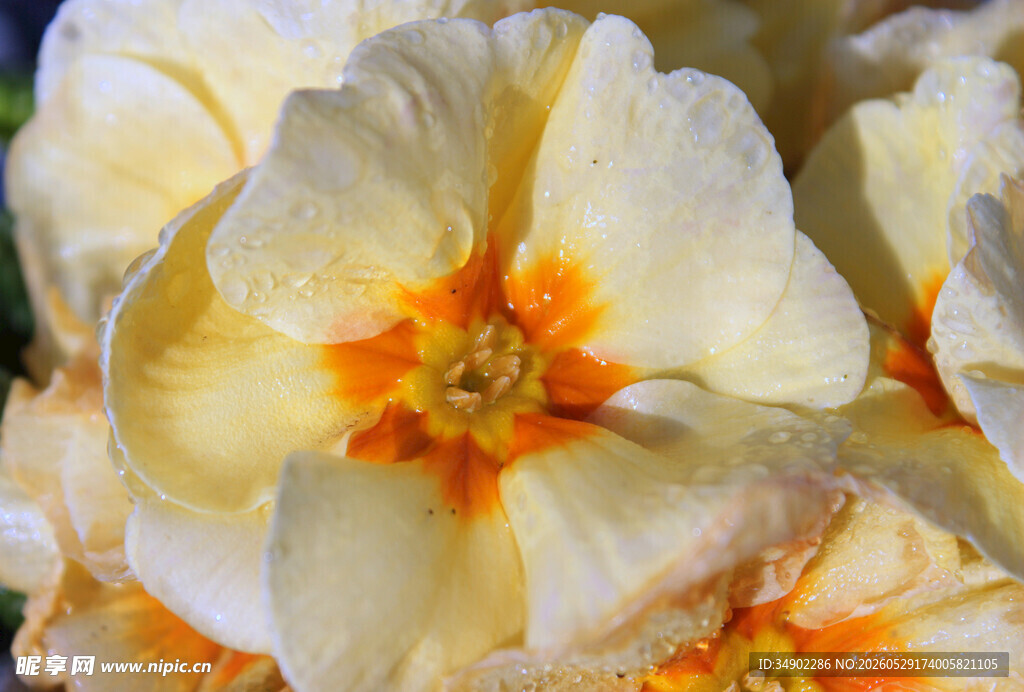 黄白报春花特写