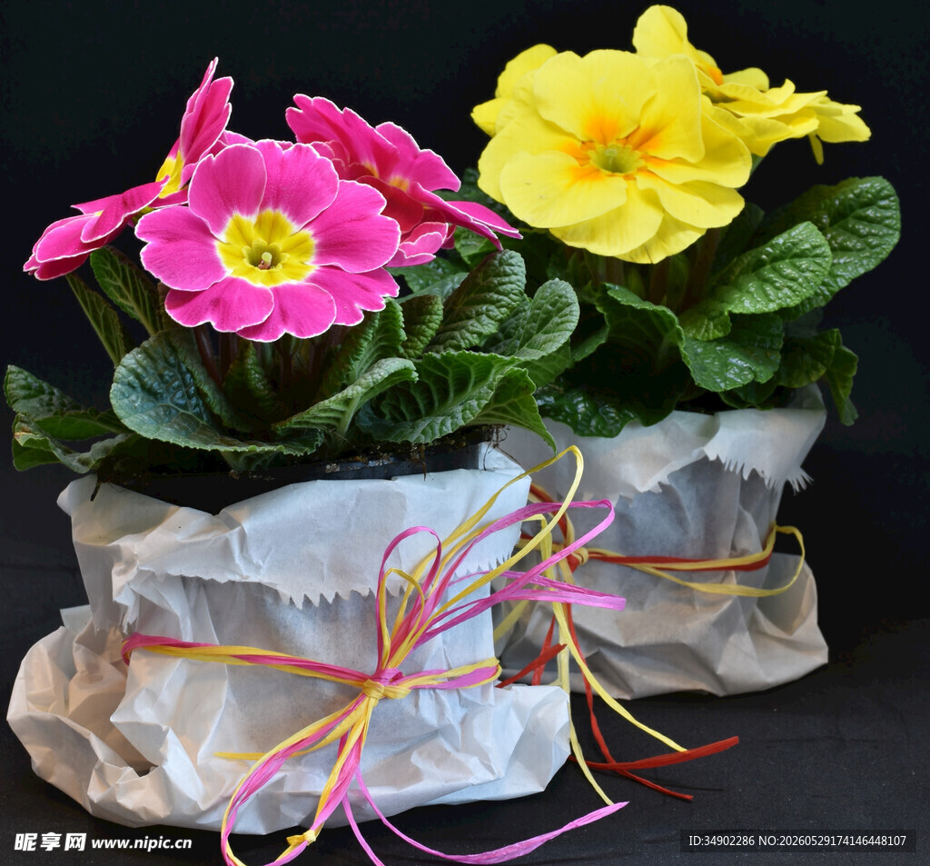 双色报春花盆栽展示