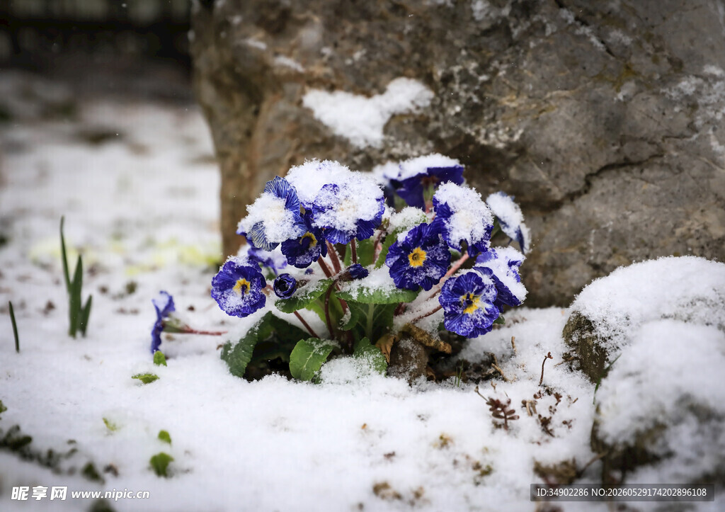 雪中绽放的蓝紫色三色堇