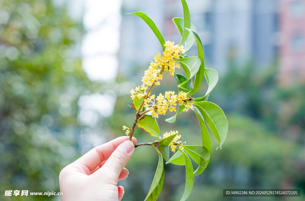手拈桂花枝