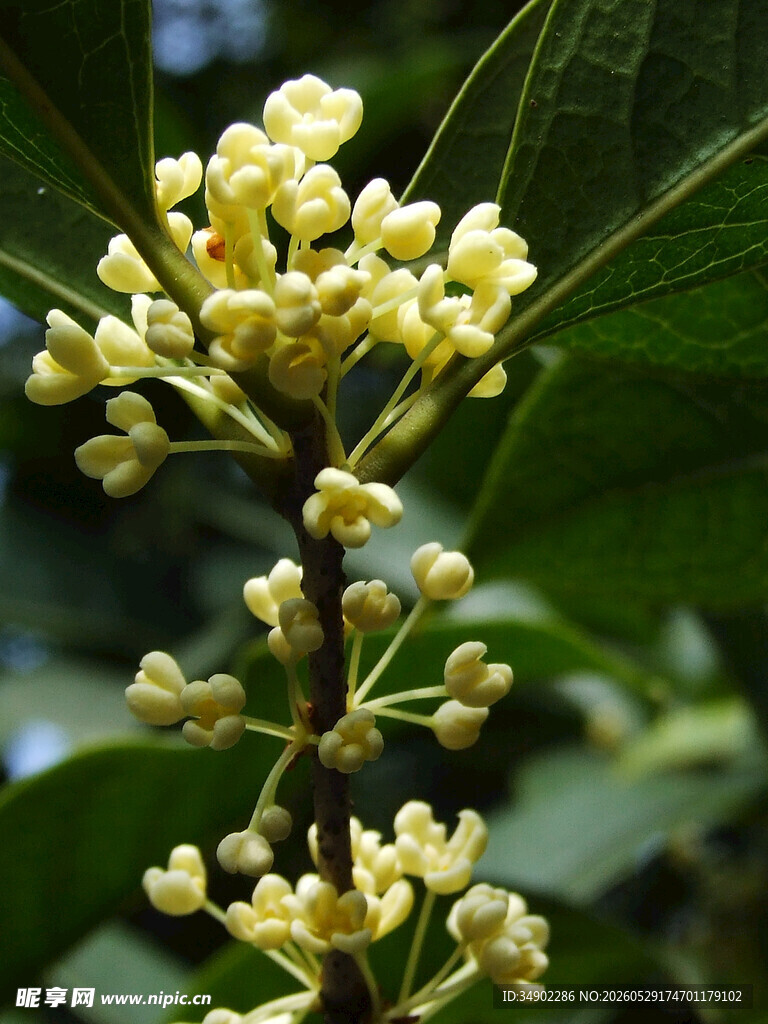 盛开的黄色小花