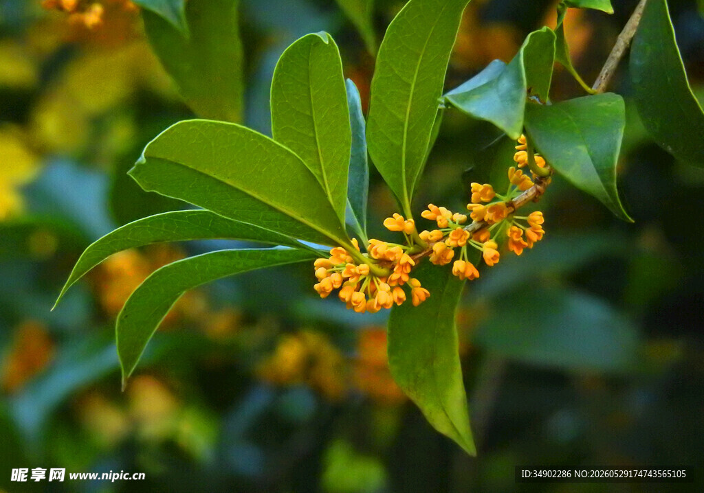 枝头桂花绽放