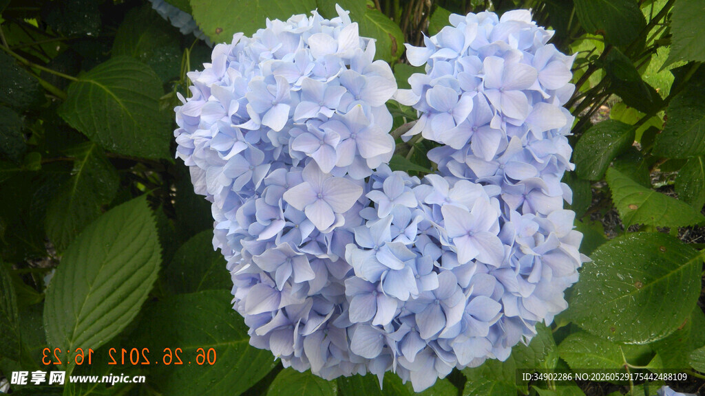 蓝绣球花绽放于绿叶间