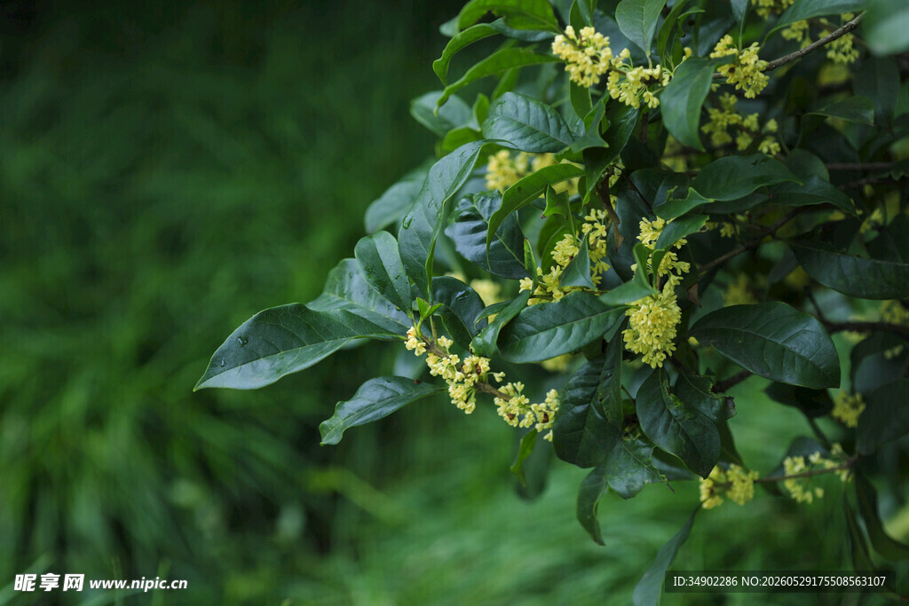 枝头绽放的黄色桂花